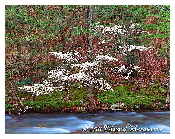 450751 Dogwood and the Little River